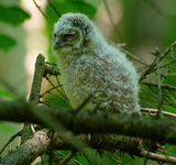 Tawny Owl Chick