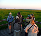 Looking for Aquatic Warbler