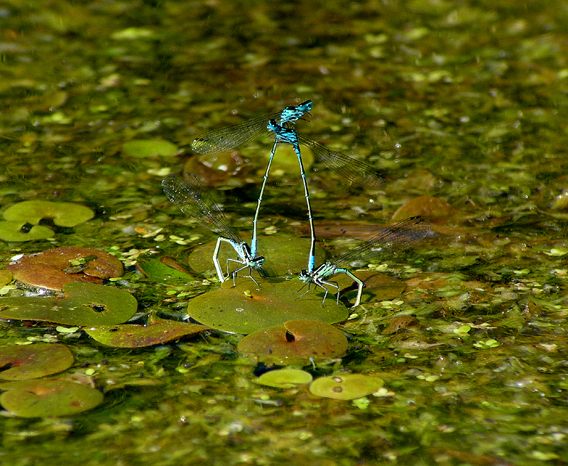 Damsel dance 