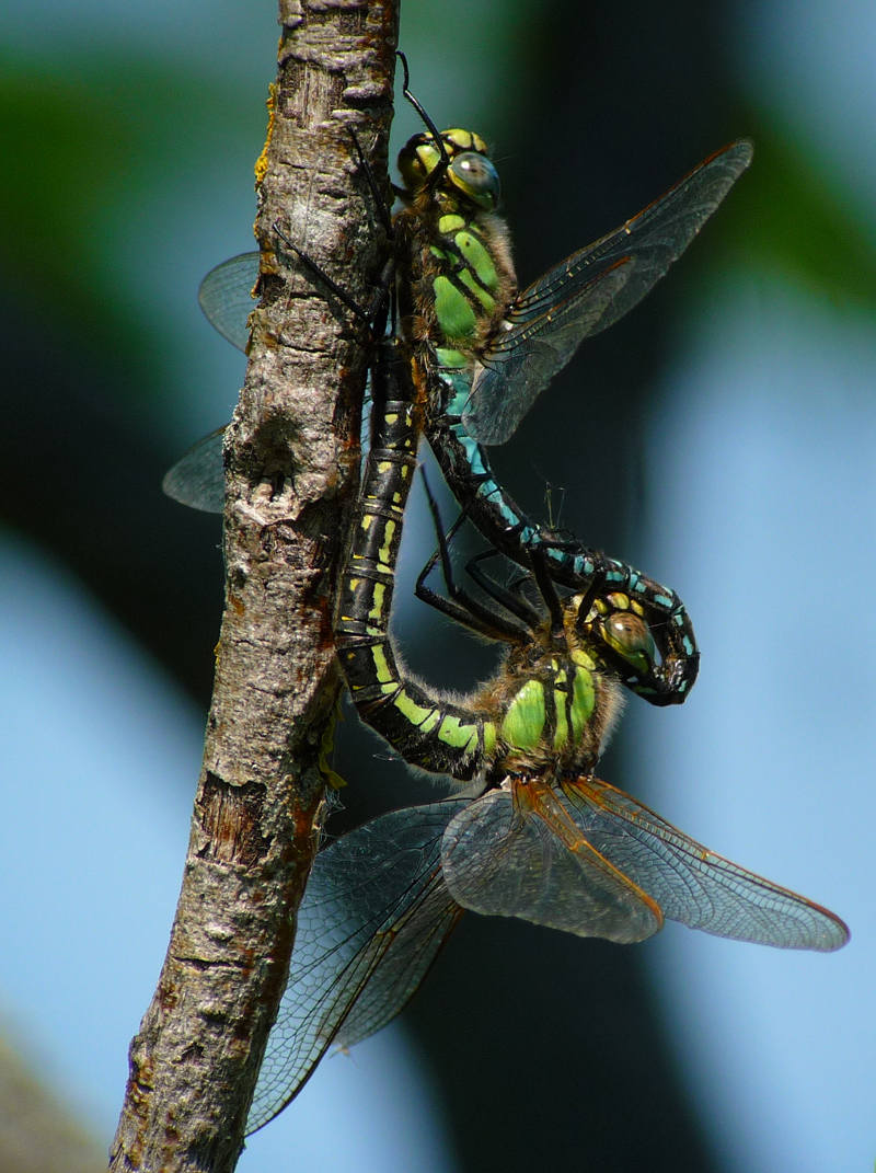 Hairy Hawkers 