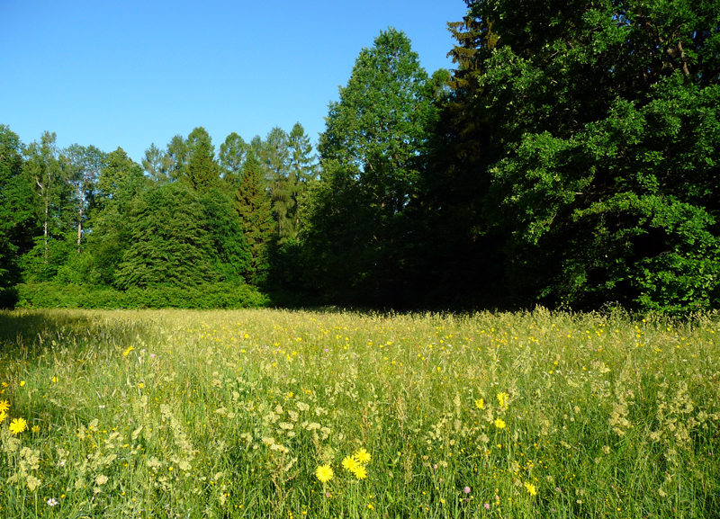 Meadow near Bialowieza Forest 