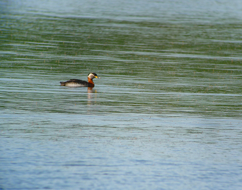 Red-necked Grebe