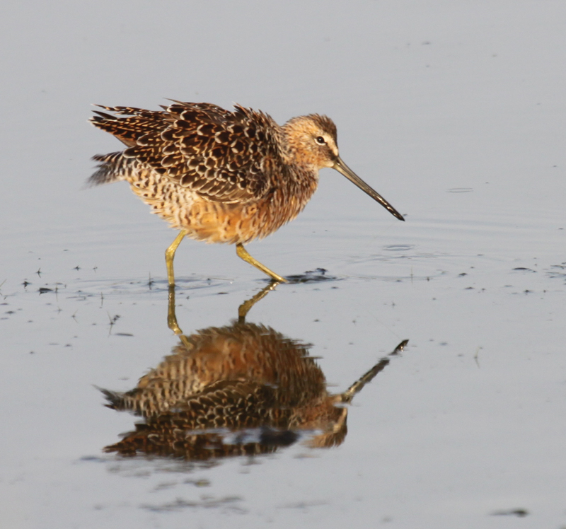 Long-billed Dowitcher 