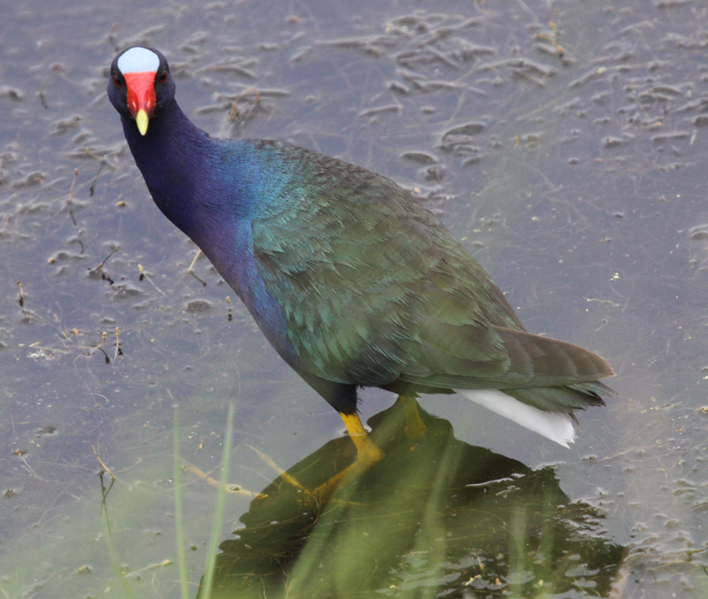 Purple Gallinule