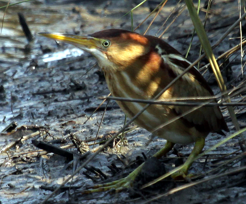 Least Bittern 