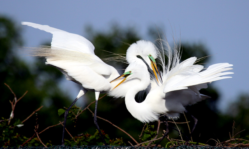 Egrets at the Rookery