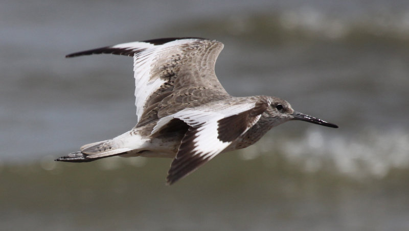 Willet