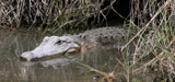 American Alligator