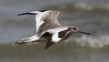 Willet