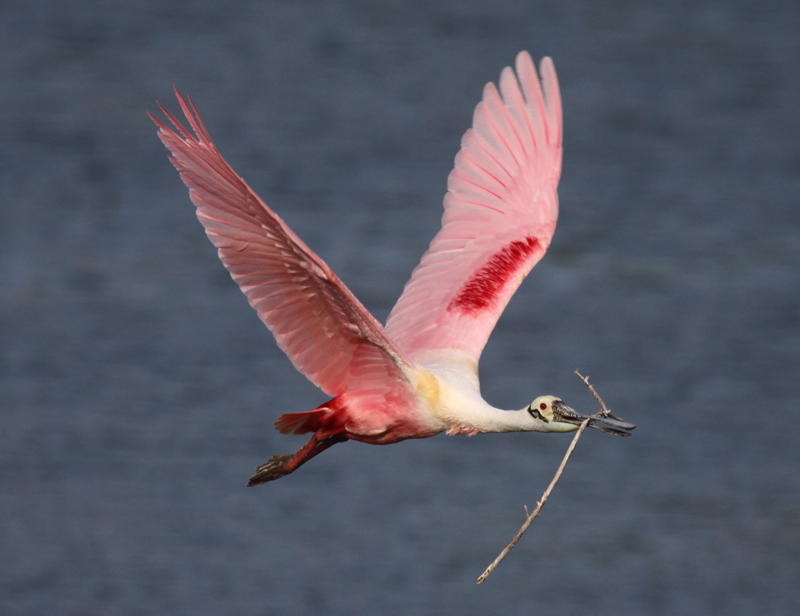 Roseate Spoonbill