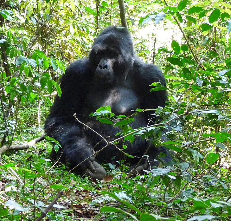A Mountain Gorilla named Rukumu. Photo by Gina Nichol.