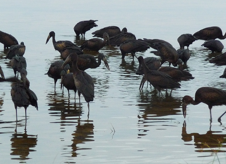 African Openbills. Photo by Gina Nichol.