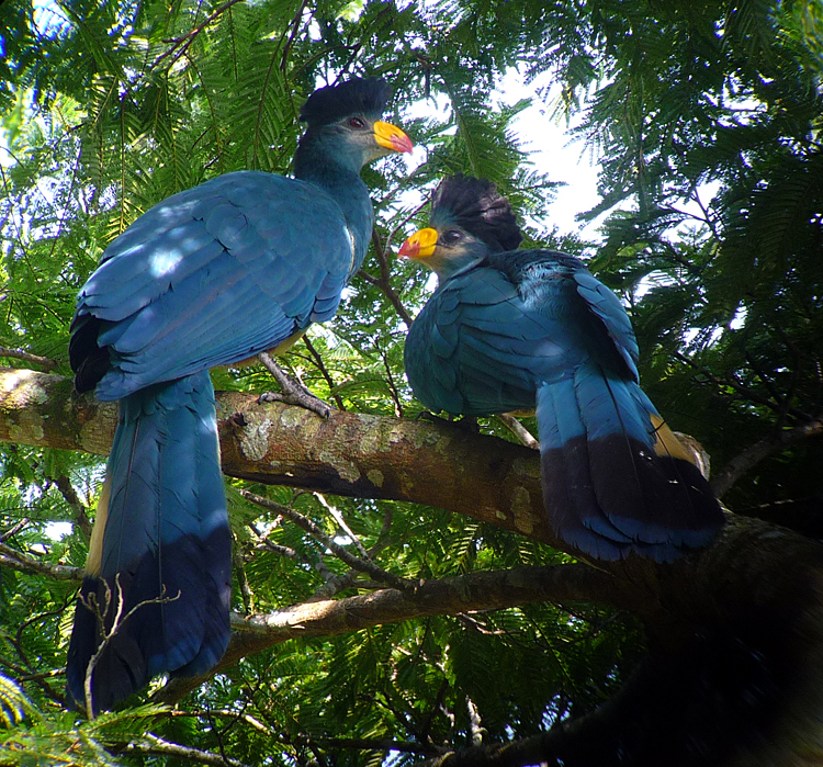 Great Blue Turaco. Photo by Gina Nichol.