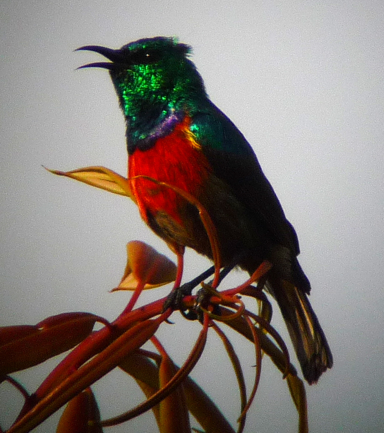 Rwenzori Double-collared Sunbird. Photo by Gina Nichol.
