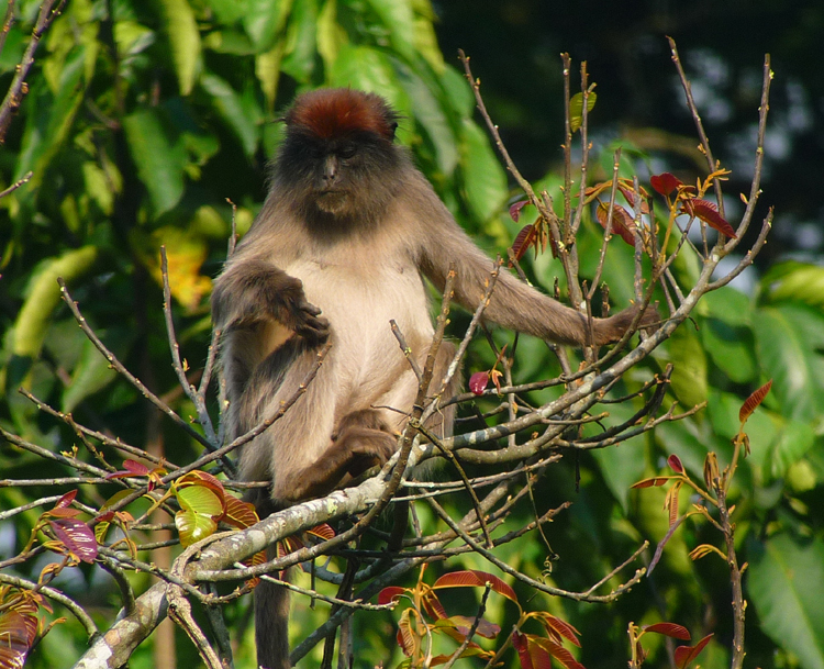 Red Colobus Monkey. Photo by Gina Nichol.