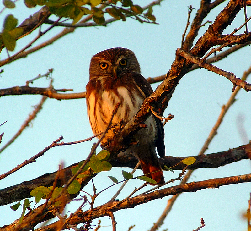 Ferruginous Pygmy Owl 