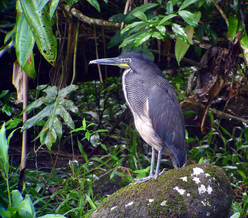 Fasciated Tiger Heron