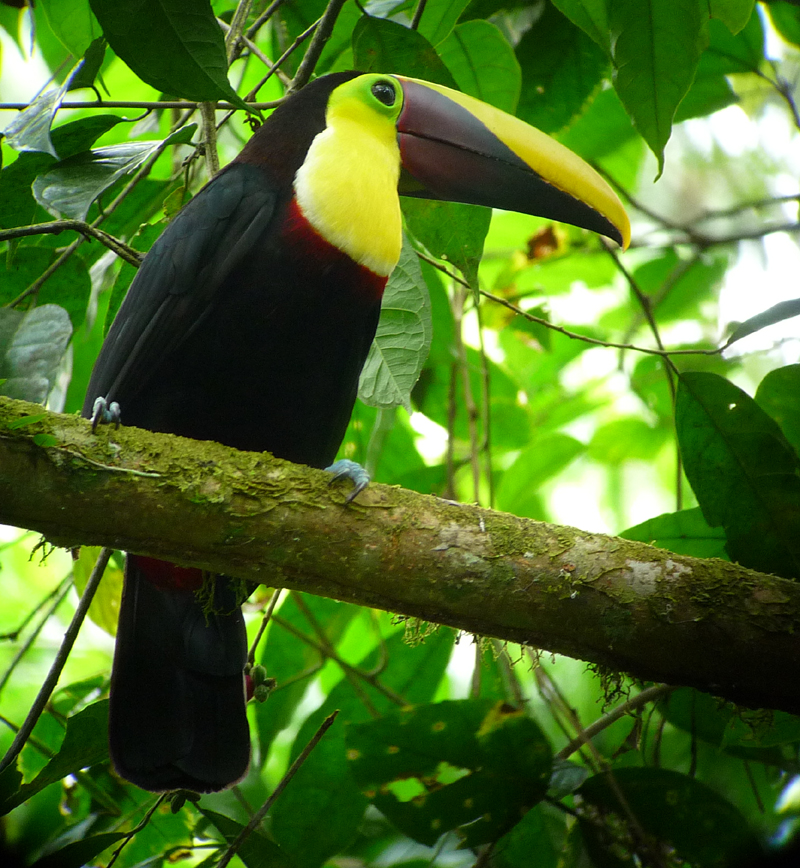 Black-mandibled Toucan 