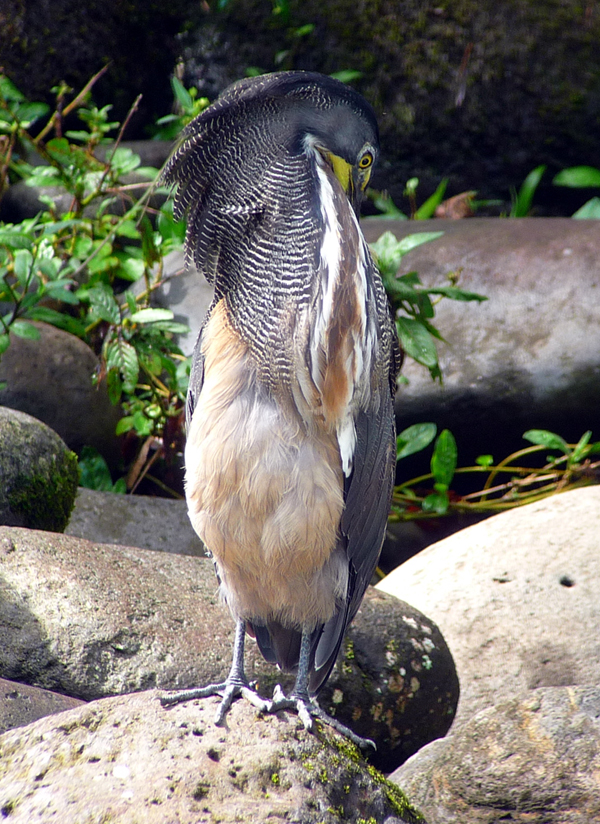 Fasciated Tiger Heron 