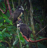 Spectacled Owls 