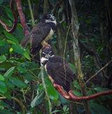Spectacled Owls 