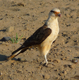 Yellow-headed Caracara