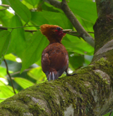 Chestnut-colored Woodpecker 