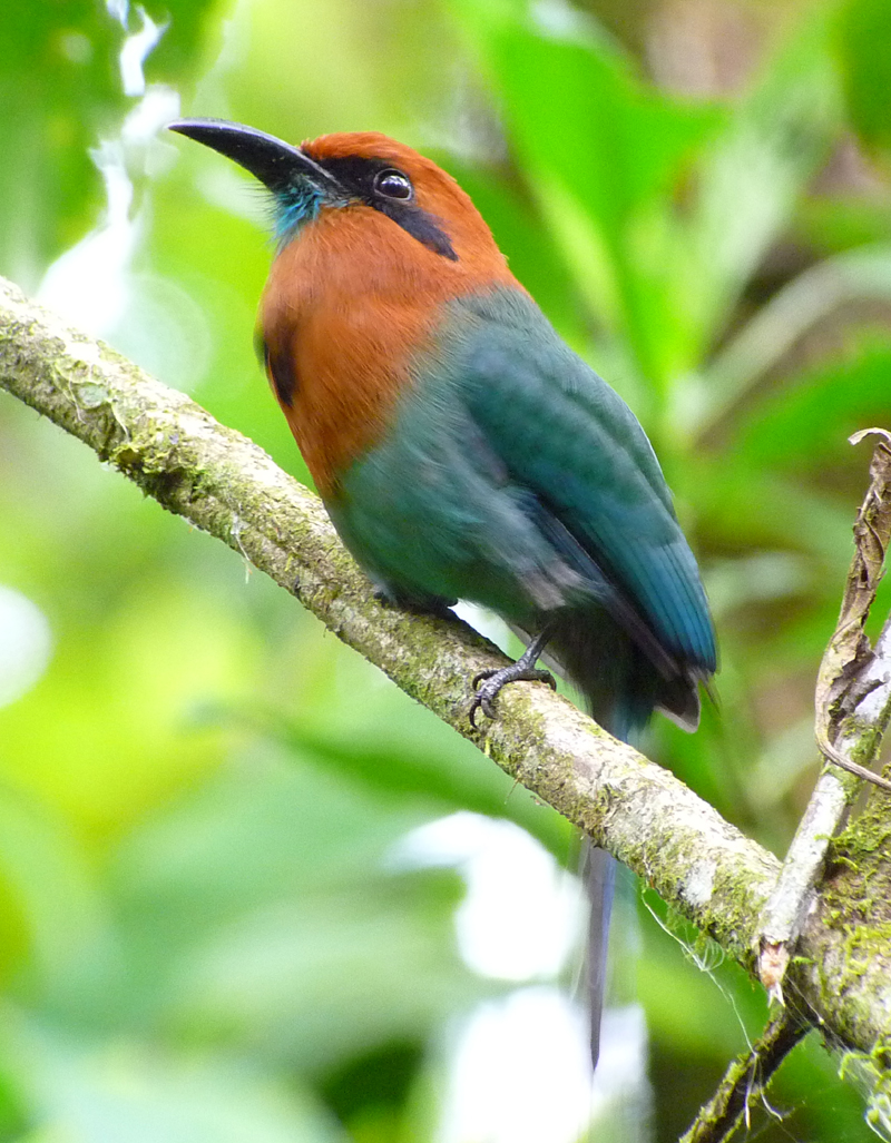 Broad-billed Motmot 