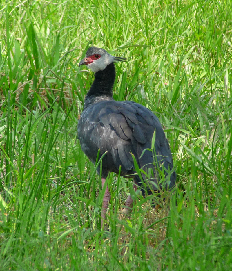 NORTHERN SCREAMER 