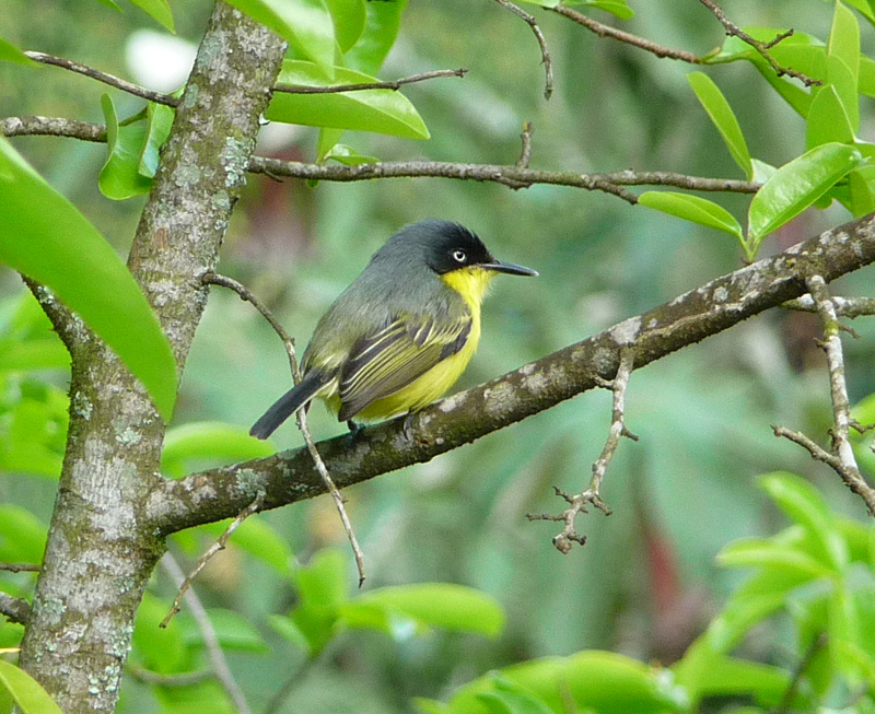 COMMON TODY FLYCATCHER 