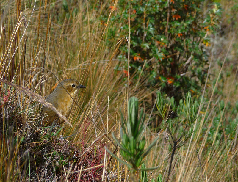 TAWNY ANTPITTA 