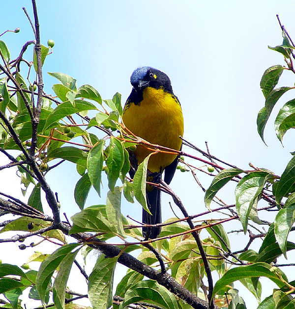 SANTA MARTA MOUNTAIN TANAGER 