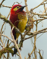 Crimson-backed Woodpecker 