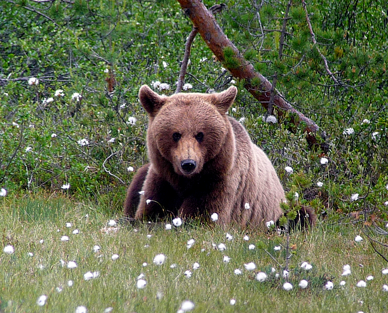 FINLAND - BROWN BEAR 