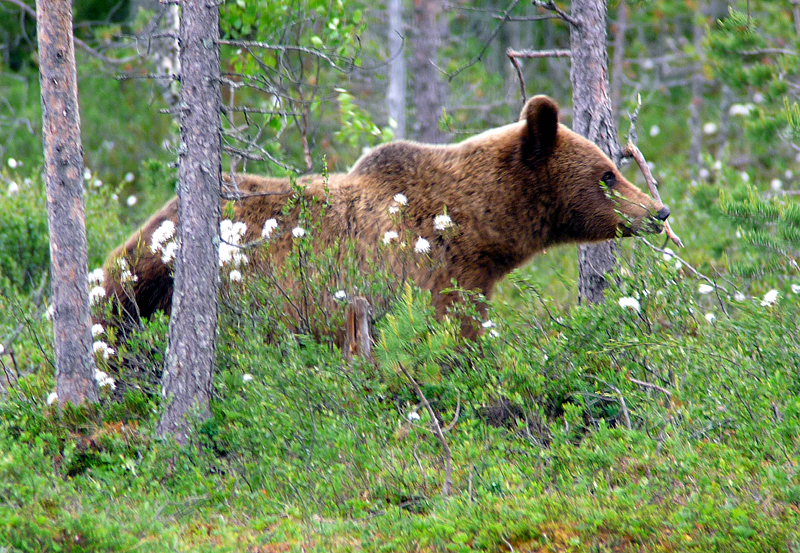 Finland Brown Bear. Photo by Gina Nichol.