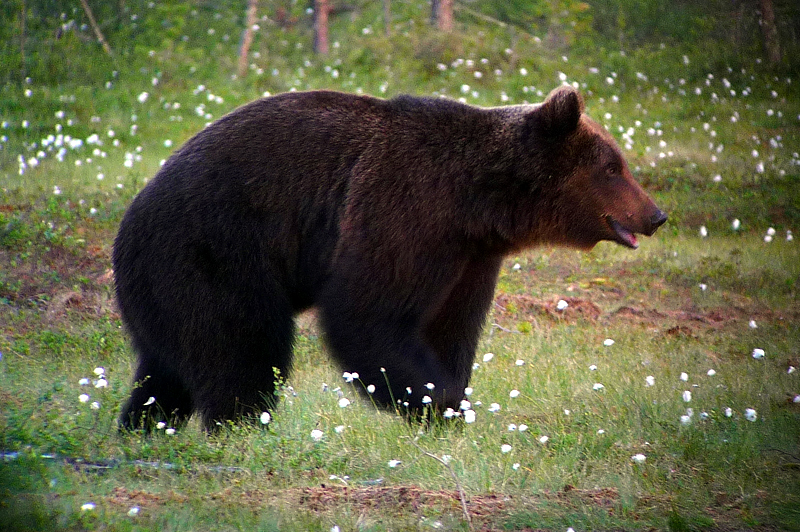 Finland Bear photo by Gina Nichol.