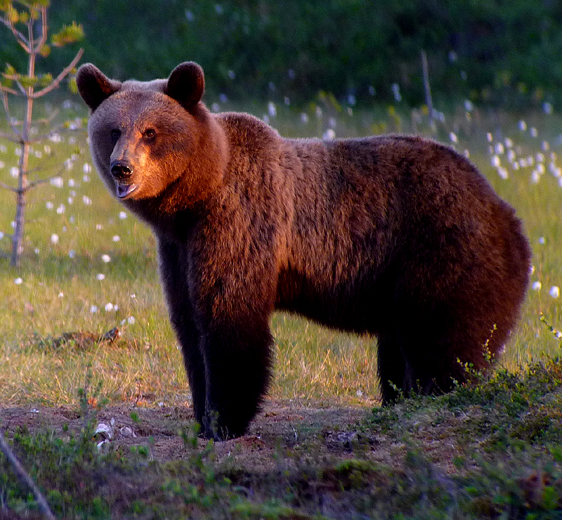 Finland - Brown Bear. Photo by Gina Nichol.