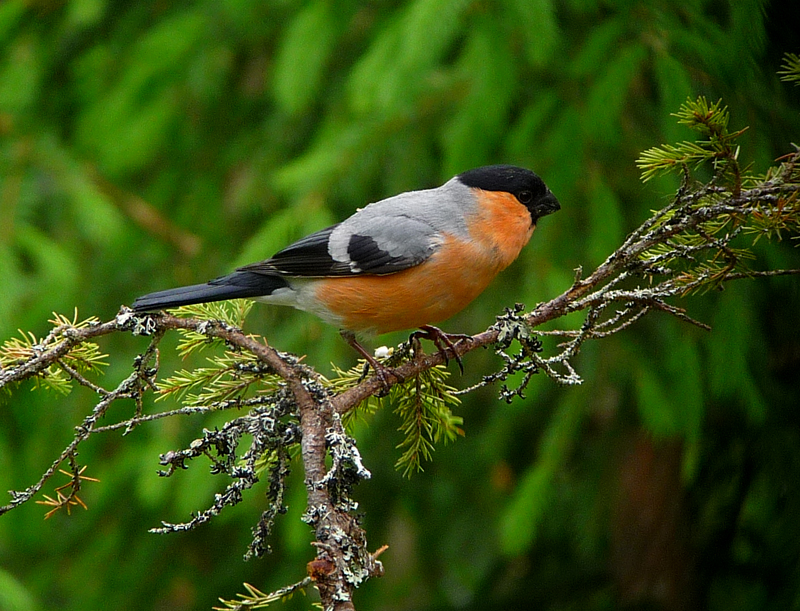 EURASIAN BULLFINCH