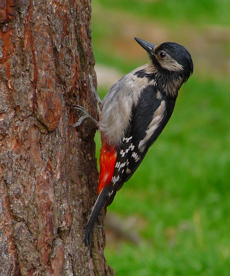 GREAT SPOTTED WOODPECKER. Photo by Gina Nichol.