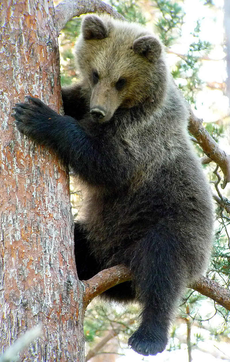 A BROWN BEAR CUB CALLED PANDA