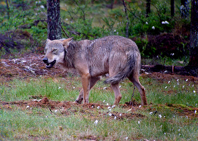 Finland Wolf. Photo by Gina Nichol.