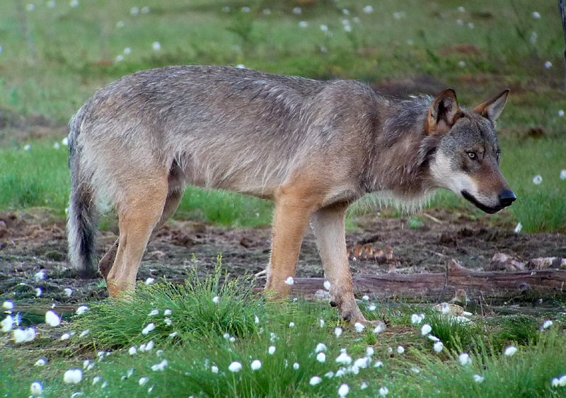 FINLAND - GRAY WOLF. Photo by Gina Nichol