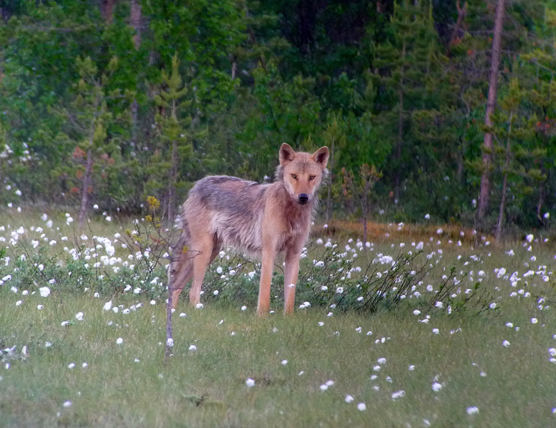 Gray Wolf, Finland.  Photo by Gina Nichol.