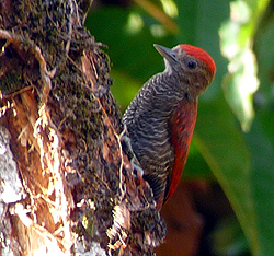 Blood-colored Woodpecker 