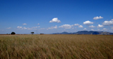 Grassland Landscape