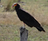 Lesser Yellow-headed Vulture