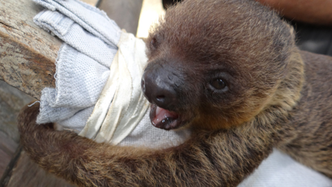 Ted the Southern Two-toed Sloth baby. Photo by Gina Nichol.