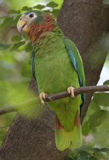 Yellow-billed Parrot