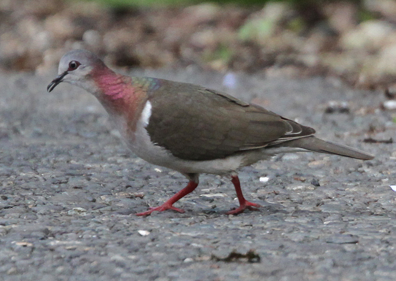 Caribbean Dove 