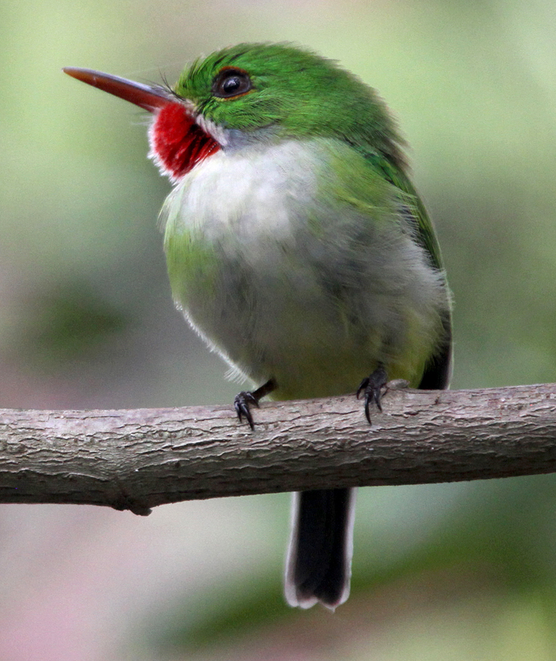 Jamaican Tody